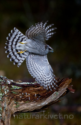 BB 11 0195 / Accipiter nisus / Spurvehauk